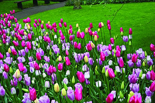 Mixed Triumph Tulips (25 Bulbs) - Assorted Colors of Tulip Bulbs by Willard & May