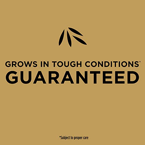 Scotts EZ Seed Patch and Repair Bermudagrass, 10 lb. - Combination Mulch, Seed, and Fertilizer - Tackifier Reduces Seed Wash-Away - Even Grows in Scorching Heat - Covers up to 225 sq. ft.