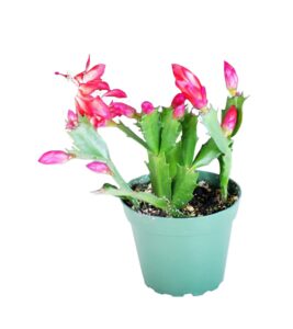 9greenbox - red christmas cactus plant - zygocactus - 4" pot