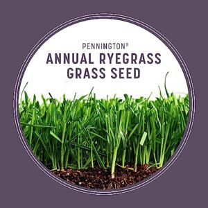 Pennington Annual Ryegrass Retail Bag to Overseed Warm Season Grasses, 25 lb