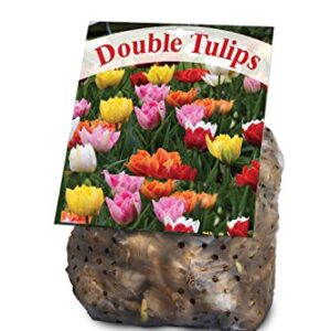 Double Tulip Mixture- 30 Perennial Tulip Bulbs