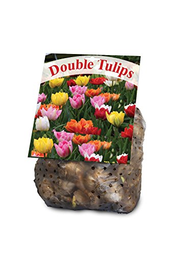 Double Tulip Mixture- 30 Perennial Tulip Bulbs