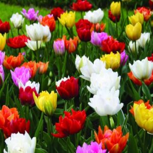 double tulip mixture- 30 perennial tulip bulbs