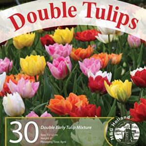 Double Tulip Mixture- 30 Perennial Tulip Bulbs