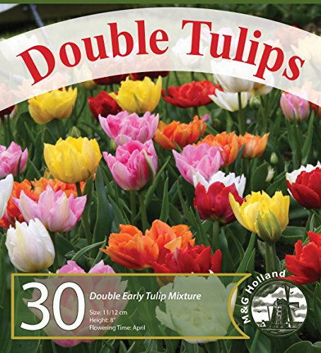 Double Tulip Mixture- 30 Perennial Tulip Bulbs