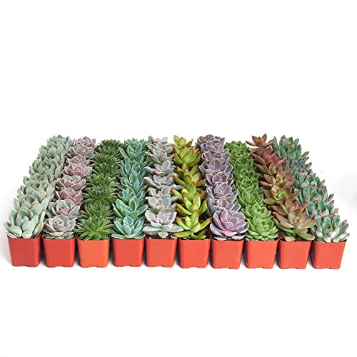 Shop Succulents Rosette Succulent Plant Pack Bulk Collection, Live Mini Succulent Plants, Low Maintenance, Floral Shaped Mix of Colors & Textures, Wedding and Party Favors, Gift & Garden, Pack of 64