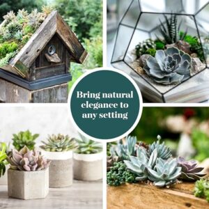 Shop Succulents Rosette Succulent Plant Pack Bulk Collection, Live Mini Succulent Plants, Low Maintenance, Floral Shaped Mix of Colors & Textures, Wedding and Party Favors, Gift & Garden, Pack of 64