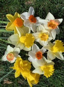 60 days of daffodils mix - 50 bulbs!! a random, colorful mix of daffodils!