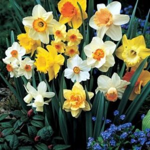 60 Days of Daffodils Mix - 50 Bulbs!! A Random, Colorful Mix of Daffodils!