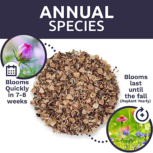 Wildflower Seeds Annual Quick Blooming Mix - Large 1 Ounce Packet Over 7,500 Open Pollinated Seeds