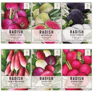 seed needs, multicolor radish seed packet collection (6 individual varieties of radish seeds for planting) non-gmo & untreated