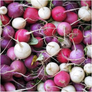 Seed Needs, Multicolor Radish Seed Packet Collection (6 Individual Varieties of Radish Seeds for Planting) Non-GMO & Untreated