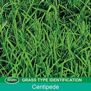 Scotts EZ Seed Patch and Repair Centipede Grass, 20 lb. - Combination Mulch, Seed, and Fertilizer - Tackifier Reduces Seed Wash-Away - Covers up to 445 sq. ft.