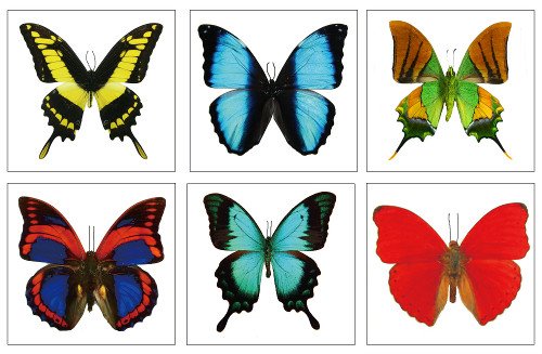 Large Butterfly Temporary Tattoos by Butterfly Utopia (6 Sheets)