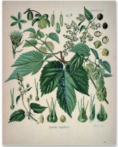hops plant - 11x14 unframed art print - makes a great home bar decor and gift under $15 for home brewing beer makers