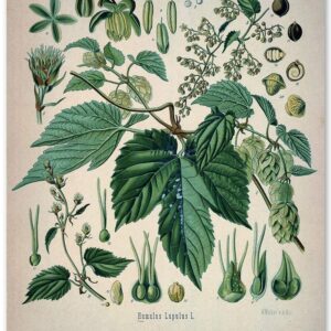 Hops Plant - 11x14 Unframed Art Print - Makes a Great Home Bar Decor and Gift Under $15 for Home Brewing Beer Makers