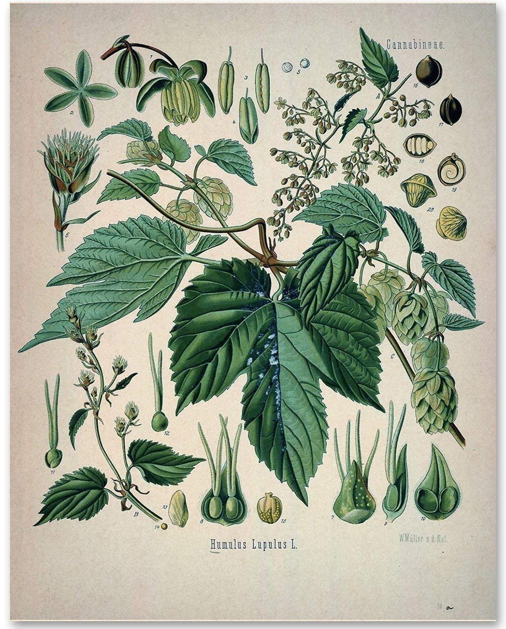 Hops Plant - 11x14 Unframed Art Print - Makes a Great Home Bar Decor and Gift Under $15 for Home Brewing Beer Makers