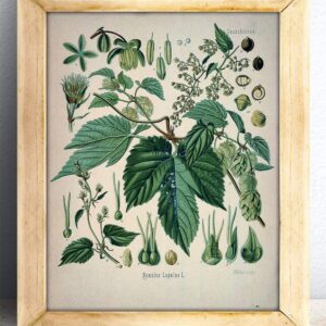 Hops Plant - 11x14 Unframed Art Print - Makes a Great Home Bar Decor and Gift Under $15 for Home Brewing Beer Makers