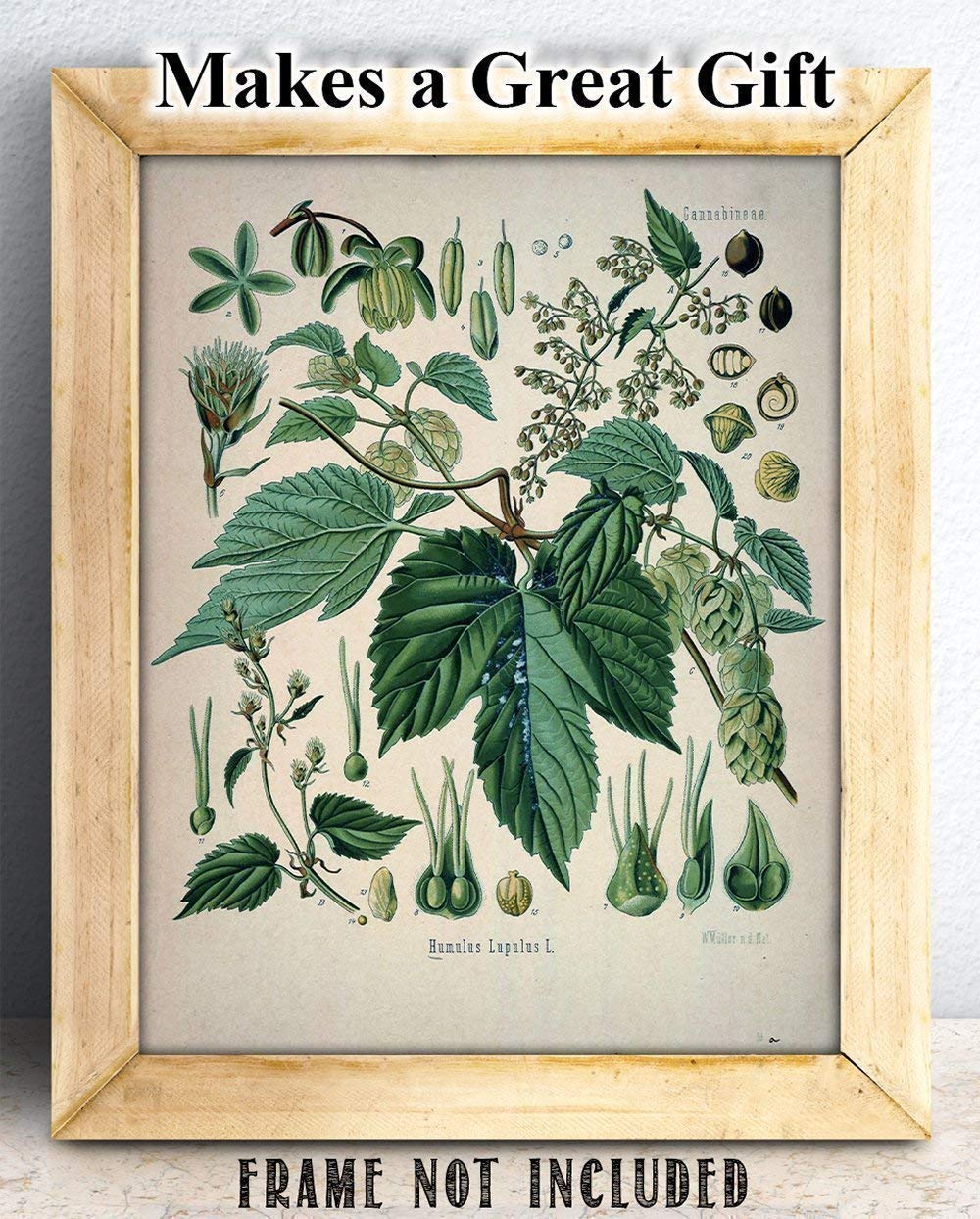 Hops Plant - 11x14 Unframed Art Print - Makes a Great Home Bar Decor and Gift Under $15 for Home Brewing Beer Makers