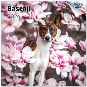 2023 2024 basenji calendar - dog breed monthly wall calendar - 12 x 24 open - thick no-bleed paper - giftable - academic teacher's planner calendar organizing & planning - made in usa