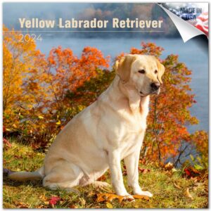 2023 2024 yellow labrador retriever calendar - dog breed monthly wall calendar - 12 x 24 open - giftable - planner calendar organizing & planning - made in usa