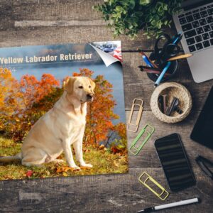 2023 2024 Yellow Labrador Retriever Calendar - Dog Breed Monthly Wall Calendar - 12 x 24 Open - Giftable - Planner Calendar Organizing & Planning - Made in USA