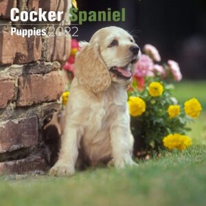 2023 2024 cocker spaniel puppies calendar - dog breed monthly wall calendar - 12 x 24 open - thick no-bleed paper - giftable - academic teacher's planner calendar organizing & planning - made in usa