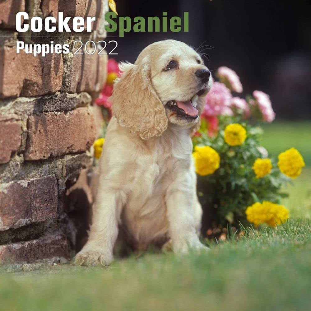 2023 2024 Cocker Spaniel Puppies Calendar - Dog Breed Monthly Wall Calendar - 12 x 24 Open - Thick No-Bleed Paper - Giftable - Academic Teacher's Planner Calendar Organizing & Planning - Made in USA