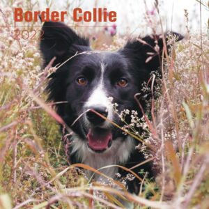 2023 2024 border collie calendar - dog breed monthly wall calendar - 12 x 24 open - thick no-bleed paper - giftable - academic teacher's planner calendar organizing & planning - made in usa