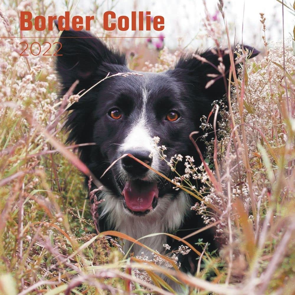 2023 2024 Border Collie Calendar - Dog Breed Monthly Wall Calendar - 12 x 24 Open - Thick No-Bleed Paper - Giftable - Academic Teacher's Planner Calendar Organizing & Planning - Made in USA