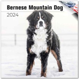 2023 2024 bernese mountain dog calendar - dog breed monthly wall calendar - 12 x 24 open - thick no-bleed paper - giftable - academic teacher's planner calendar organizing & planning - made in usa