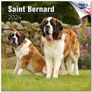 2023 2024 st bernard calendar - saint bernard dog breed monthly wall calendar - 12 x 24 open - thick no-bleed paper - giftable - academic teacher's planner calendar organizing & planning - made in usa