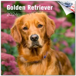 2023 2024 golden retriever calendar - 16 month full size - 12 x 24 open - made in usa - dog breed monthly wall calendar - thick no-bleed paper - giftable - academic teacher's planner calendar