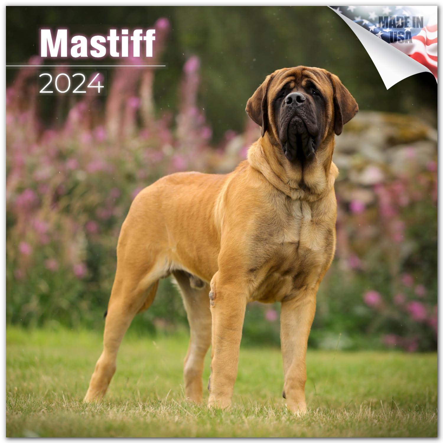 2023 2024 Mastiff Calendar - Dog Breed Monthly Wall Calendar - 12 x 24 Open - Thick No-Bleed Paper - Giftable - Academic Teacher's Planner Calendar Organizing & Planning - Made in USA