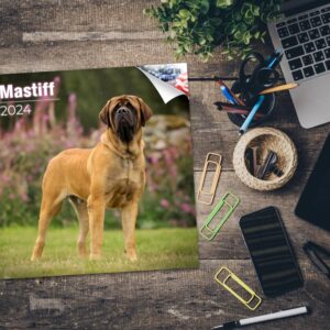 2023 2024 Mastiff Calendar - Dog Breed Monthly Wall Calendar - 12 x 24 Open - Thick No-Bleed Paper - Giftable - Academic Teacher's Planner Calendar Organizing & Planning - Made in USA