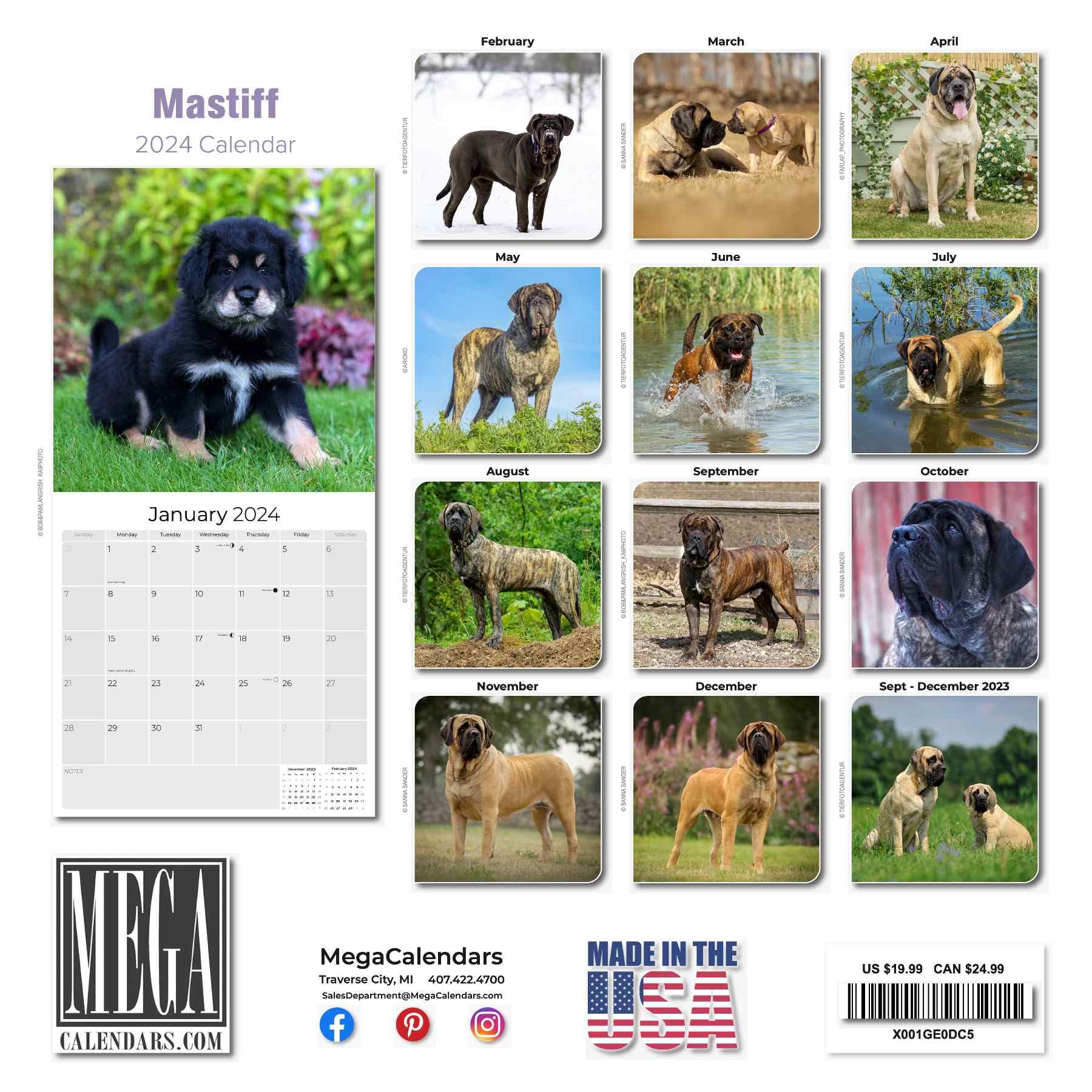 2023 2024 Mastiff Calendar - Dog Breed Monthly Wall Calendar - 12 x 24 Open - Thick No-Bleed Paper - Giftable - Academic Teacher's Planner Calendar Organizing & Planning - Made in USA