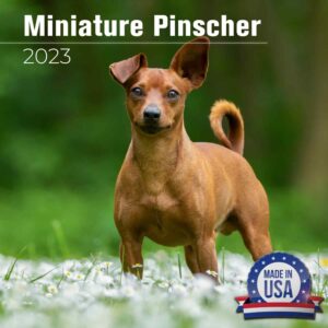 2023 2024 miniature pinscher calendar - dog breed monthly wall calendar - 12 x 24 open - thick no-bleed paper - giftable - academic teacher's planner calendar organizing & planning - made in usa