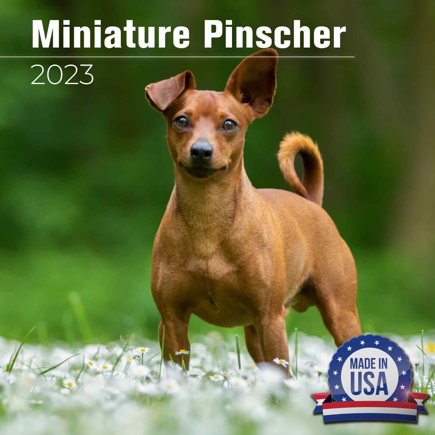 2023 2024 Miniature Pinscher Calendar - Dog Breed Monthly Wall Calendar - 12 x 24 Open - Thick No-Bleed Paper - Giftable - Academic Teacher's Planner Calendar Organizing & Planning - Made in USA