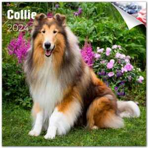 2023 2024 collie calendar - dog breed monthly wall calendar - 12 x 24 open - thick no-bleed paper - giftable - academic teacher's planner calendar organizing & planning - made in usa