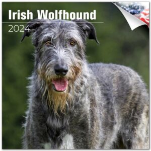 2023 2024 irish wolfhound calendar - dog breed monthly wall calendar - 12 x 24 open - thick no-bleed paper - giftable - academic teacher's planner calendar organizing & planning - made in usa