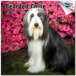 2023 2024 bearded collie calendar - dog breed monthly wall calendar - 12 x 24 open - thick no-bleed paper - giftable - academic teacher's planner calendar organizing & planning - made in usa