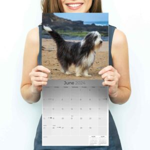 2023 2024 Bearded Collie Calendar - Dog Breed Monthly Wall Calendar - 12 x 24 Open - Thick No-Bleed Paper - Giftable - Academic Teacher's Planner Calendar Organizing & Planning - Made in USA