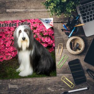 2023 2024 Bearded Collie Calendar - Dog Breed Monthly Wall Calendar - 12 x 24 Open - Thick No-Bleed Paper - Giftable - Academic Teacher's Planner Calendar Organizing & Planning - Made in USA