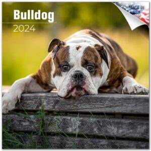 2023 2024 bulldog calendar - dog breed monthly wall calendar - 12 x 24 open - thick no-bleed paper - giftable - academic teacher's planner calendar organizing & planning - made in usa