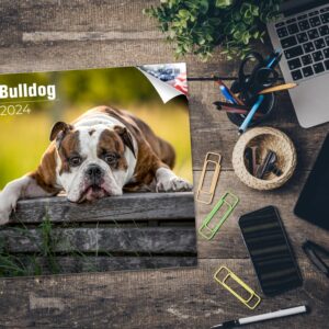 2023 2024 Bulldog Calendar - Dog Breed Monthly Wall Calendar - 12 x 24 Open - Thick No-Bleed Paper - Giftable - Academic Teacher's Planner Calendar Organizing & Planning - Made in USA