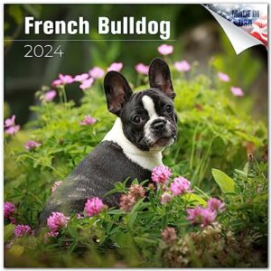 2023 2024 french bulldog calendar - dog breed monthly wall calendar - 12 x 24 open - thick no-bleed paper - giftable - academic teacher's planner calendar organizing & planning - made in usa