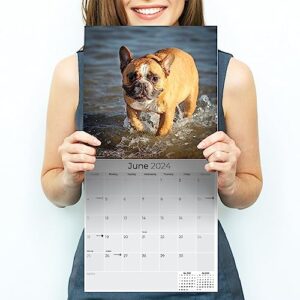 2023 2024 French Bulldog Calendar - Dog Breed Monthly Wall Calendar - 12 x 24 Open - Thick No-Bleed Paper - Giftable - Academic Teacher's Planner Calendar Organizing & Planning - Made in USA