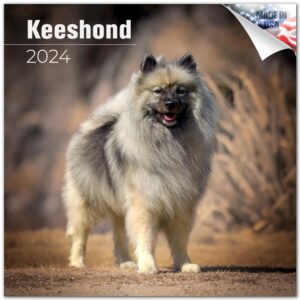 2023 2024 keeshond calendar - dog breed monthly wall calendar - 12 x 24 open - thick no-bleed paper - giftable - academic teacher's planner calendar organizing & planning - made in usa