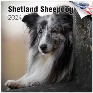 2023 2024 shetland sheepdog calendar - dog breed monthly wall calendar - 12 x 24 open - thick no-bleed paper - giftable - academic teacher's planner calendar organizing & planning - made in usa
