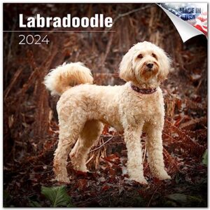 2023 2024 labradoodle calendar - dog breed monthly wall calendar - 12 x 24 open - thick no-bleed paper - giftable - academic teacher's planner calendar organizing & planning - made in usa